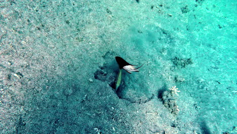 POV-diving-with-small-fishes-looking-for-food-on-sandy-ocean-bottom