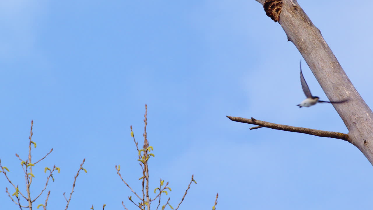 Courtship on the wing—purple martins in breathtaking slow-motion flight.