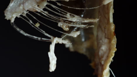 Close-up-of-fishbone-dangling-with-leftovers-of-white-meat-on-black-background