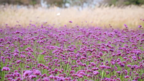 Floreciente-Campo-De-Flores-De-Verbena-Púrpura-Púrpura-En-El-Parque-Ecológico-Gaetgol,-Corea-Del-Sur