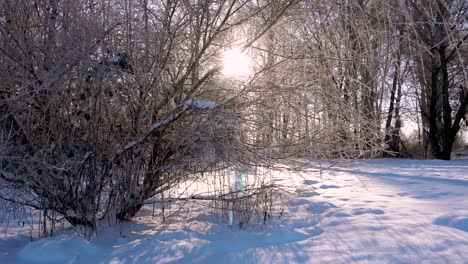 An-Einem-Wintermorgen-Scheinen-Sonnenstrahlen-Durch-Eisbedeckte-Äste