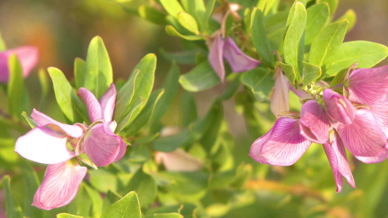Vibranti fiori rosa si muovono delicatamente alla luce del sole contro un lussureggiante fogliame verde in un giardino francese.