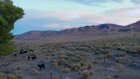 Vacas-Pastando-En-El-Campo