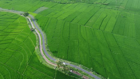 Aerial-view-of-rice-terraces