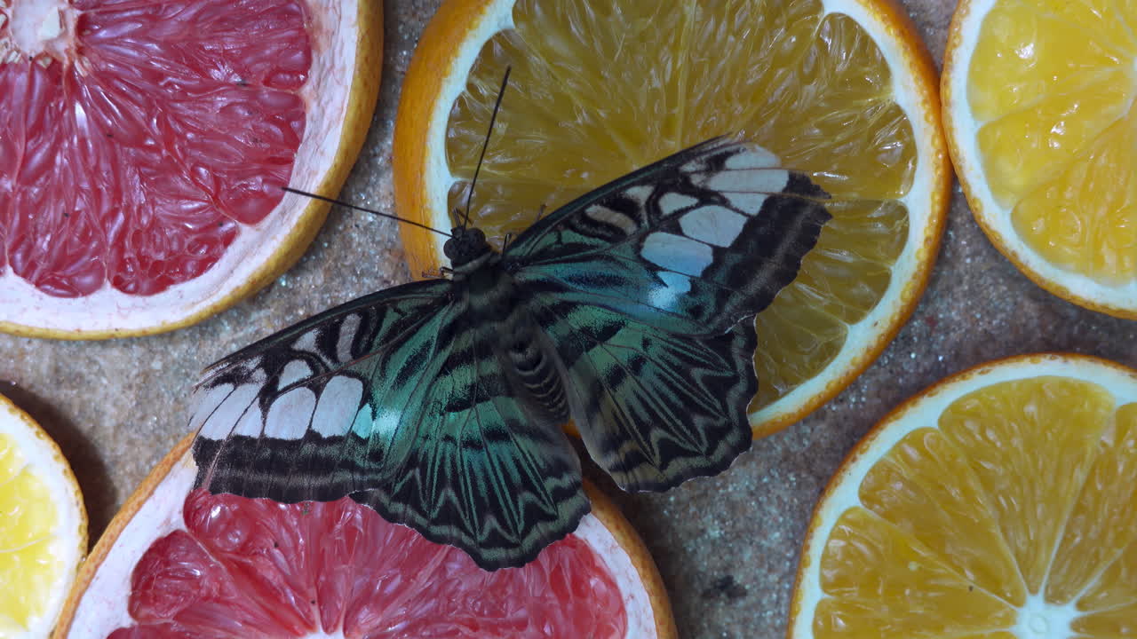 Una farfalla Parthenos sylvia che mangia nettare da fette di arance e pompelmi