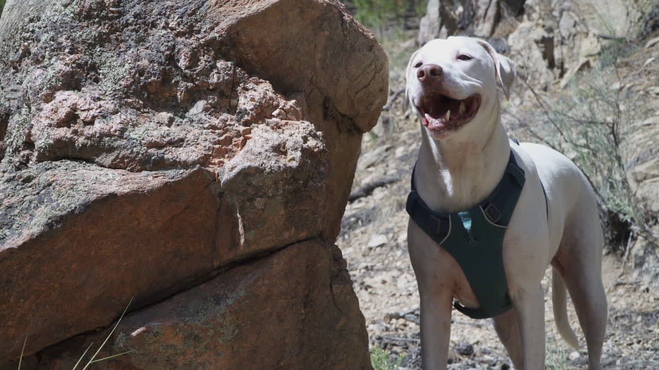 A white dog stands in the sun, beside a rock on a hiking trail.