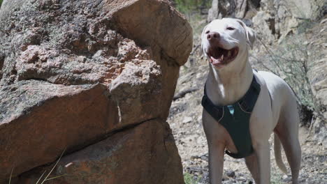 a white dog stands in the sun, beside a rock on a hiking trail.