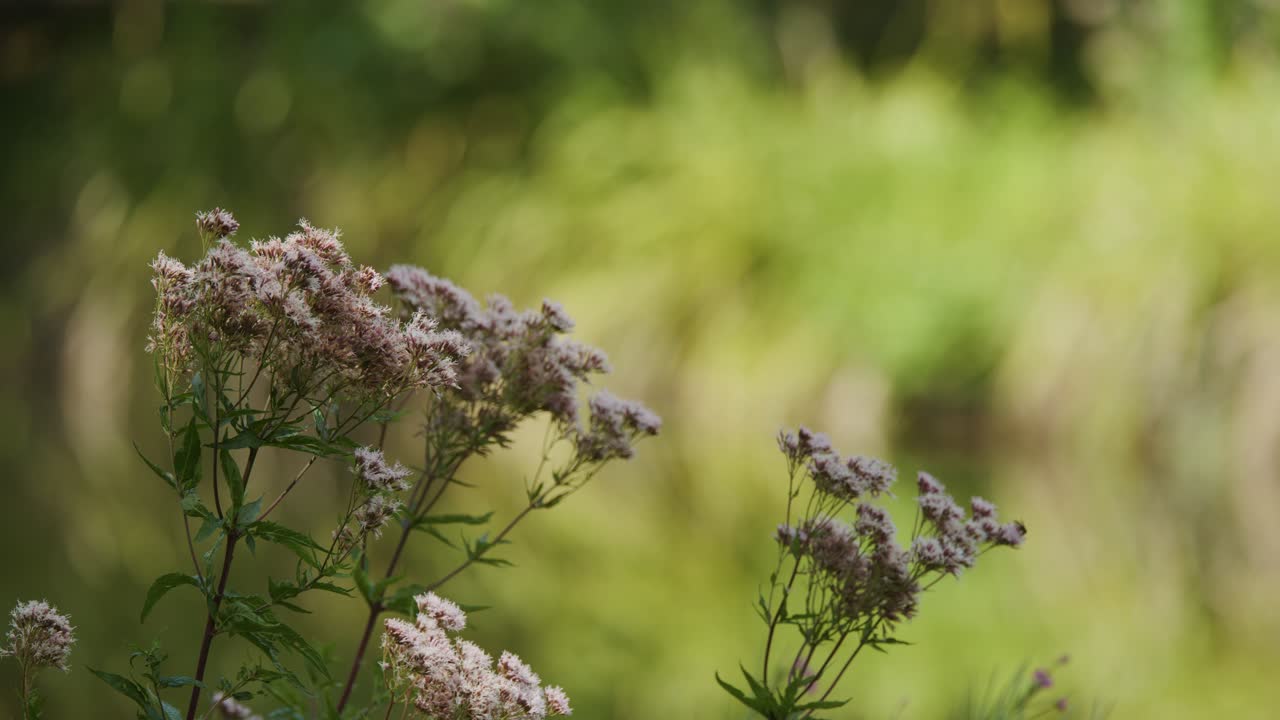Wildflowers sway gently in a sunlit meadow, soft green background and dreamy, tranquil mood