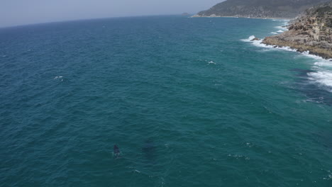 4k-Drone-shot-of-humpback-whales-swimming-in-the-blue-ocean-close-to-the-shore-of-Byron-Bay,-Australia