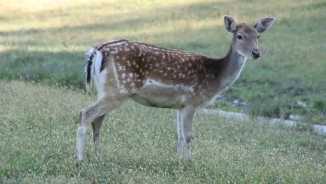 closeup of a spotted deer standing on the meadow and waiting