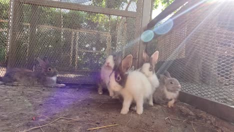 conejos saltando e interactuando en una jaula.