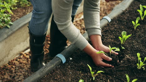 manos de los agricultores, plantas y jardinería en fertilizantes