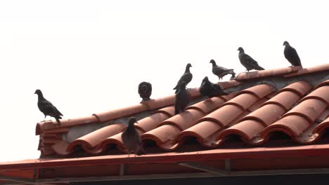 palomas domésticas sentadas en tejas cerámicas de techo de estilo español
