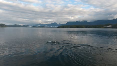 Vista-Aérea-De-Ballenas-Orca-Frente-A-Montañas-En-El-Océano