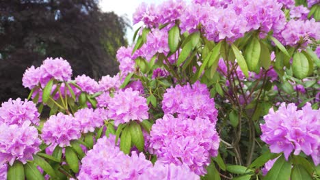 Rosa-Pfingstrosenblüten,-Nahaufnahme-Eines-Lastwagens