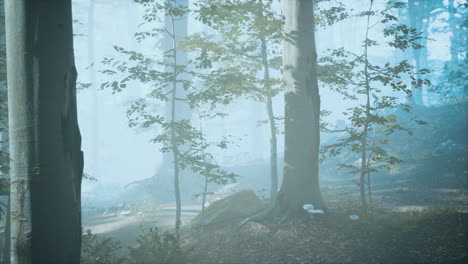 Panorama-Des-Grünen-Waldes-Am-Kalten,-Nebligen-Morgen