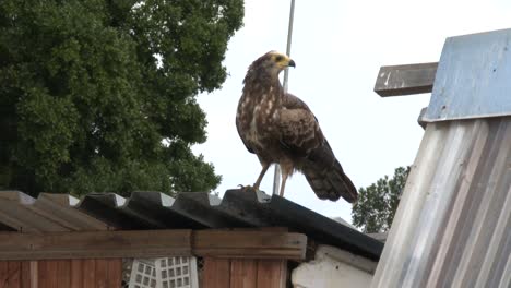 a large raptor waiting in ambush on a racing pigeon loft roof