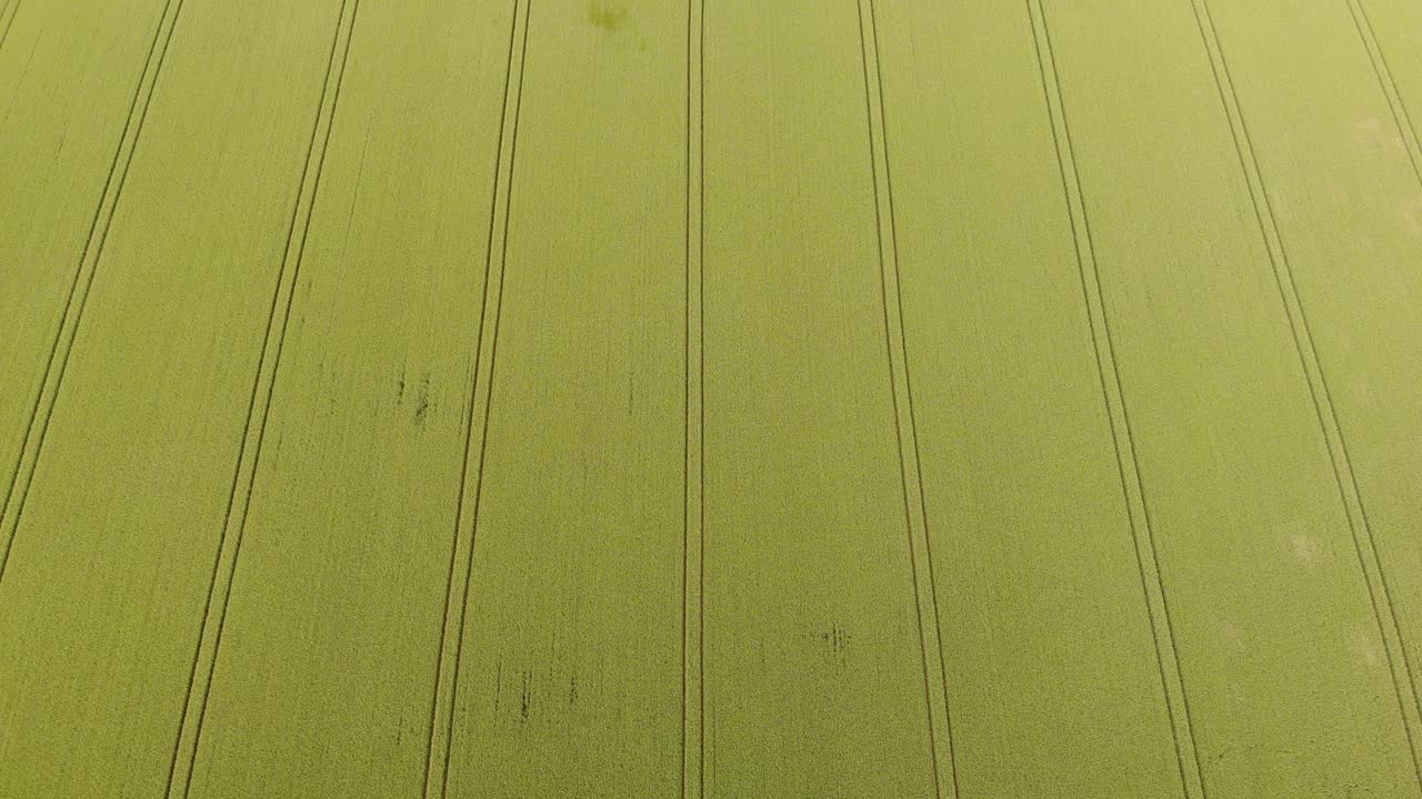 satisfacción de las líneas paralelas con una perspectiva de drones sobre los campos verdes