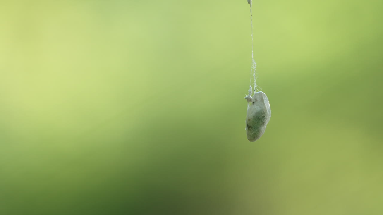 흐릿한 자연 배경에서 격리된 실크 실에 매달려 있는 누에고치