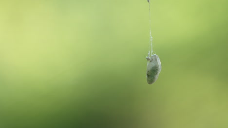 silkworm cocoon hanging by a silk thread isolated in blurry nature background