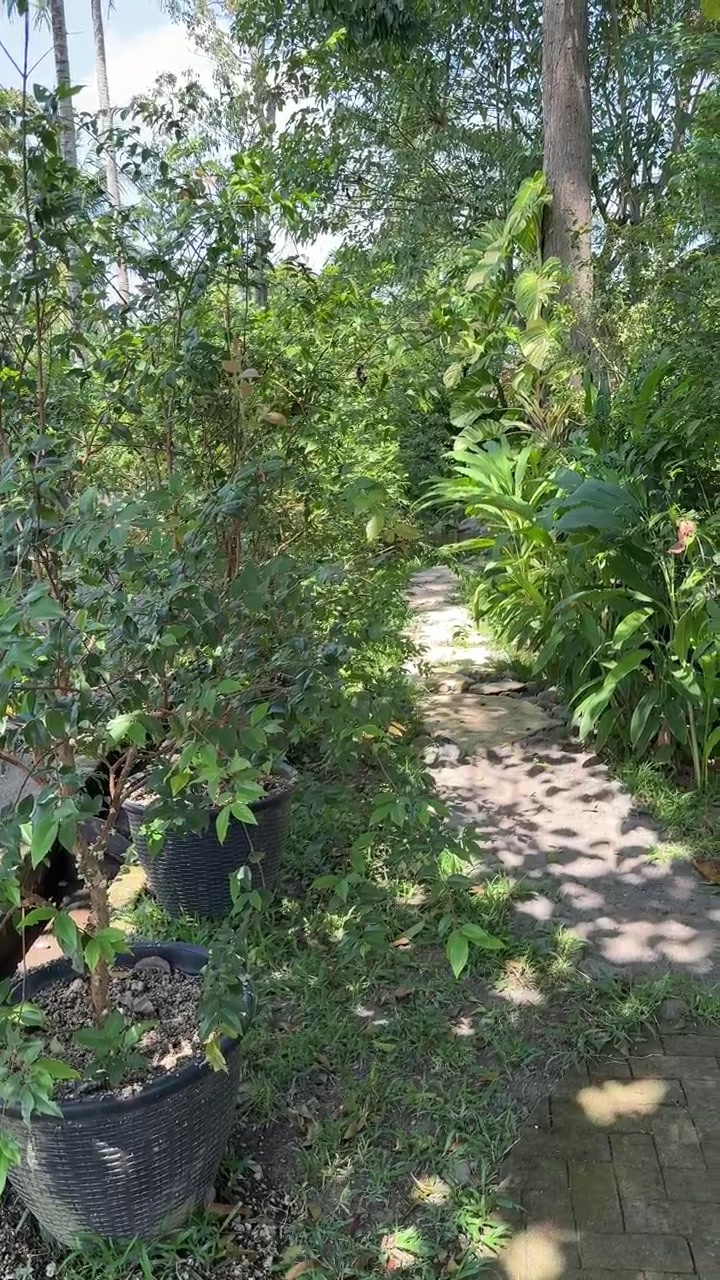 Jalan Setapak Taman Tropis yang Rimbun dengan Tanaman Pot