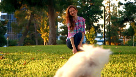 la mujer lanza la pelota para el perro peludo blanco