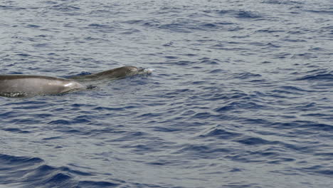 Toma-En-Cámara-Lenta-De-Delfines-En-El-Océano-Atlántico-Cerca-De-Tenerife