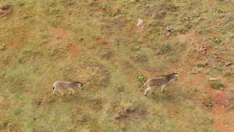 Drone-aerial-top-down-Zebra-mom-and-baby-walking-in-the-wild-on-rocky-plains