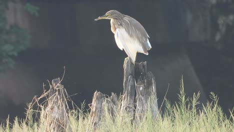 Garza-Relajándose-En-La-Zona-Del-Estanque