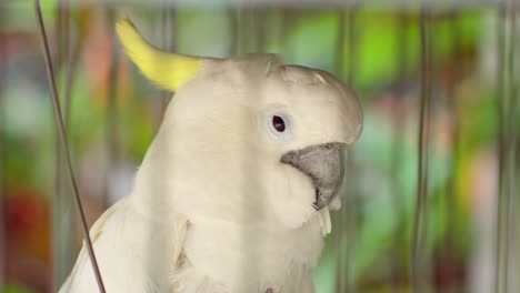 Cacatúa-Blanca,-Primer-Plano,-Endémica-De-La-Selva-Tropical-En-Las-Islas-De-Indonesia