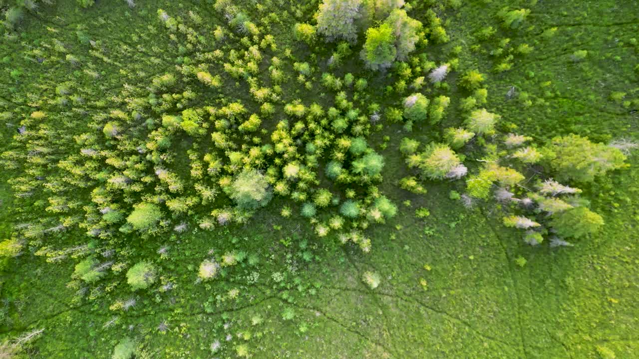 воздушное сверху вниз супер зеленых сосновых деревьев на лугу с следами животных