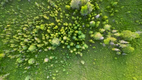 aerial topdown of super green pine trees in meadow with animal tracks