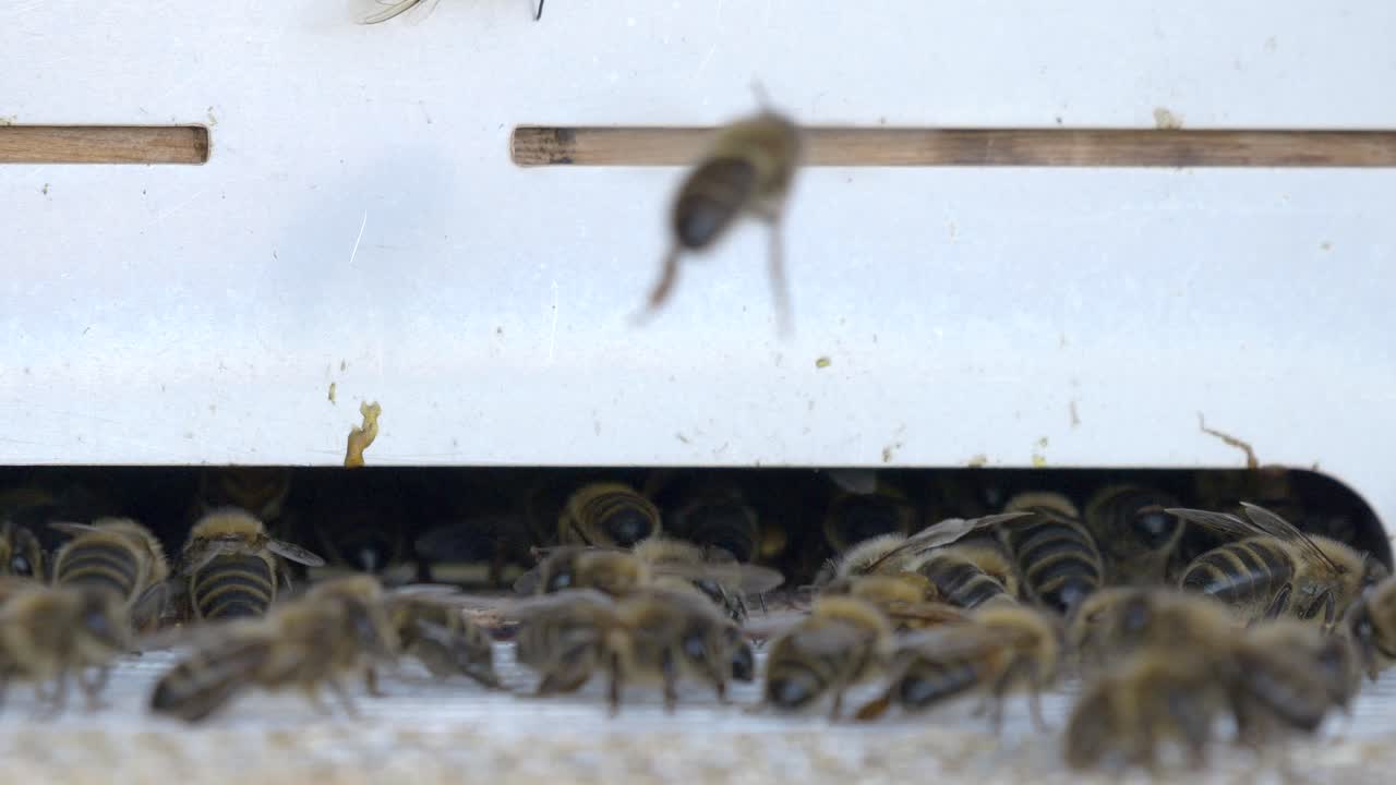 primer plano de la colonia de abejas salvajes volando y entrando en la colmena de la casa de abejas en la naturaleza