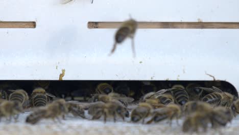 Primer-Plano-De-La-Colonia-De-Abejas-Salvajes-Volando-Y-Entrando-En-La-Colmena-De-La-Casa-De-Abejas-En-La-Naturaleza