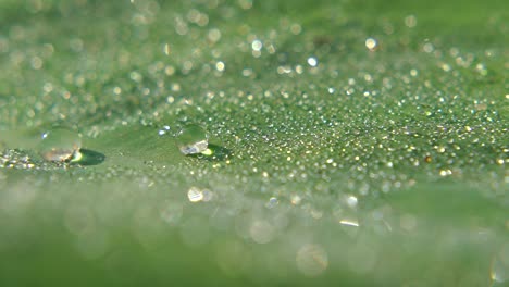 morning dew fell on leaf