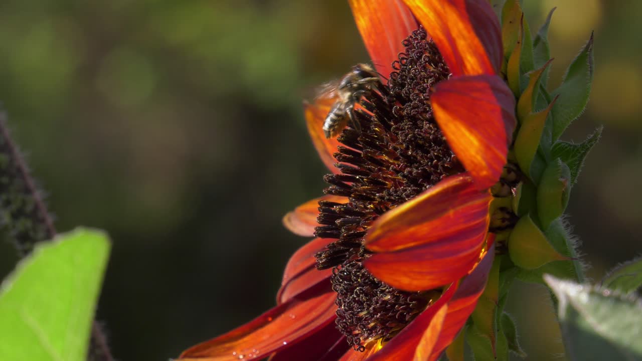 bee hovering on flower, pollinating flying insects in the garden, closeup