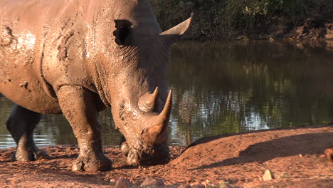 a mud covered white rhino at a watering hole during the golden evening hour