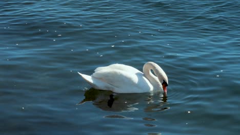 movimiento lento de un cisne bebiendo en un lago italiano