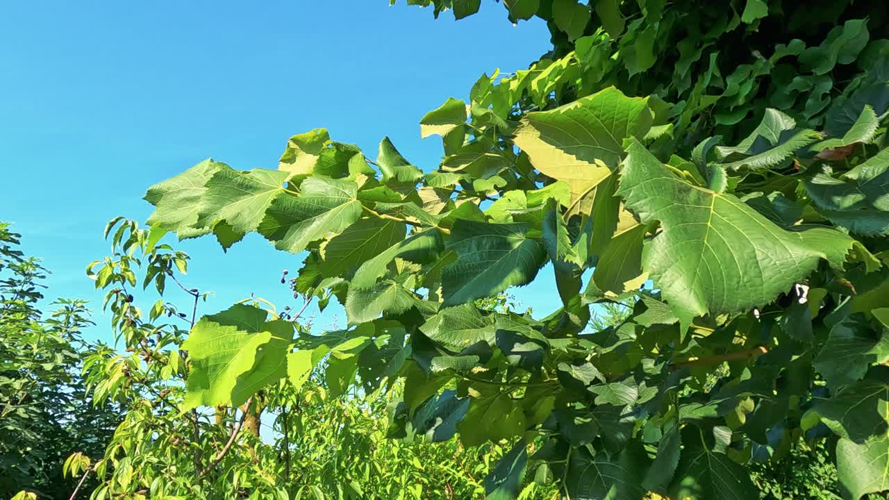 포도 에서 부드럽게 흔들리는 초록색 잎