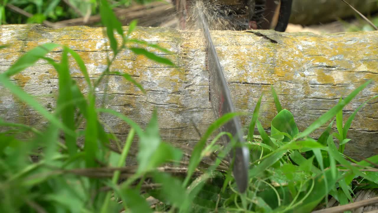 Pohon-pohon sedang ditebang dengan mesin dan kapak