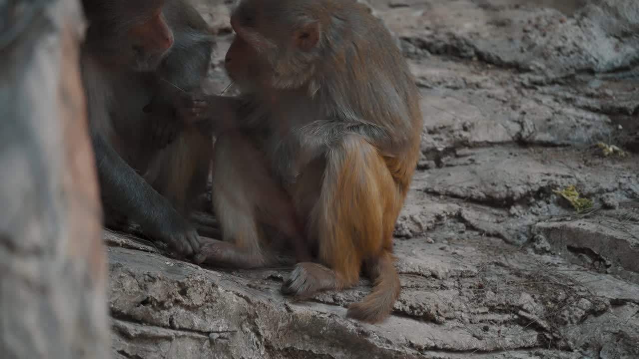 retrato afectuoso de una pareja de monos macaco rhesus en el hábitat de la vida silvestre del zoológico