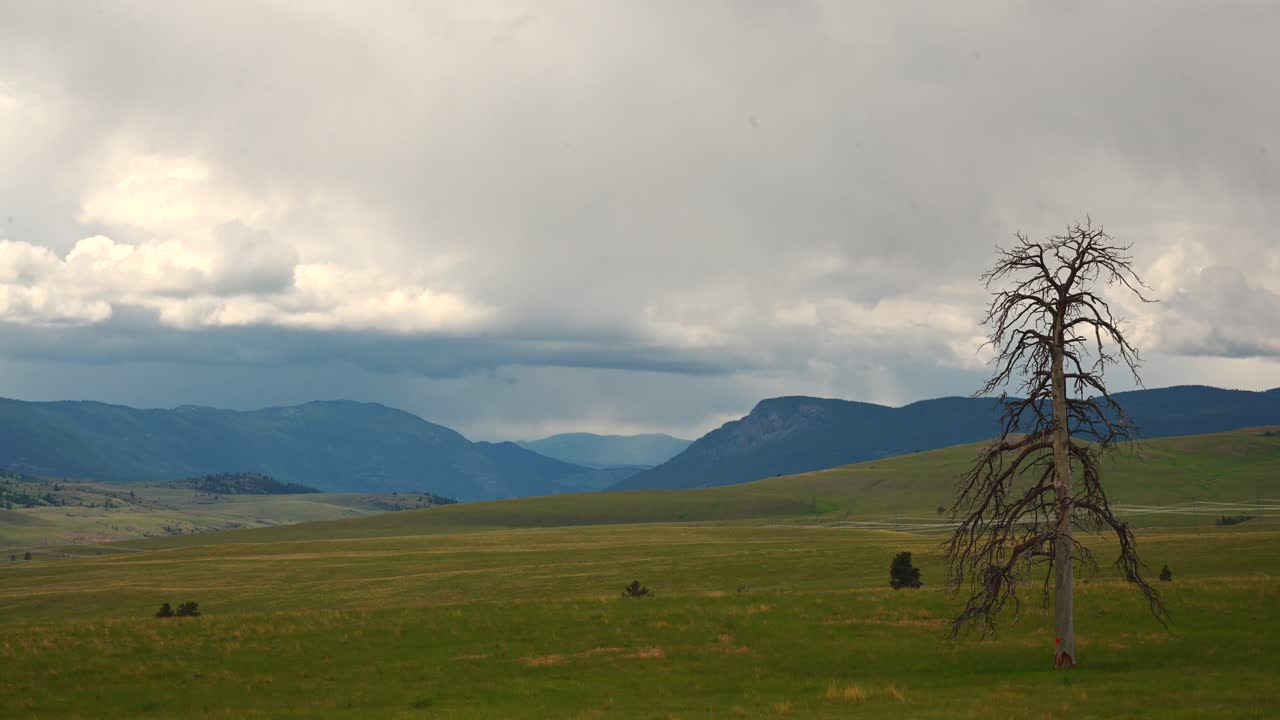 하늘의 드라마: 폭풍이 불고 있는 죽은 나무  ⁇ 루프스 지평선 타임  ⁇ 스