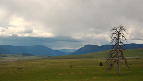 drama in the skies: dead tree against a stormy kamloops horizon time-lapse