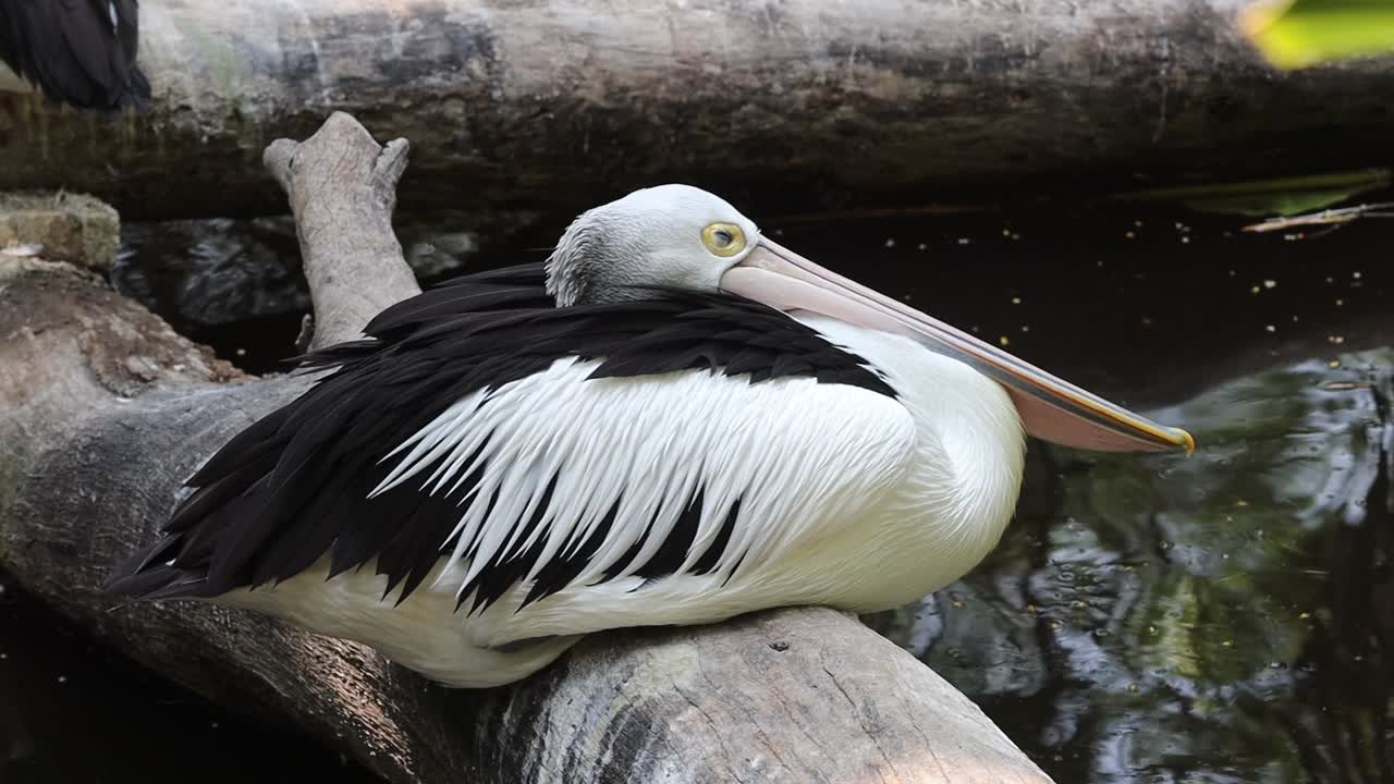 Pelican Sleeping Peacefully on Log Near Water in Close-Up View
