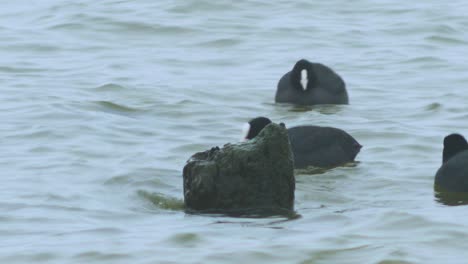 Eurasian-coot-flock-swimming-in-the-water-and-looking-for-food,-overcast-day,-distant-closeup-shot