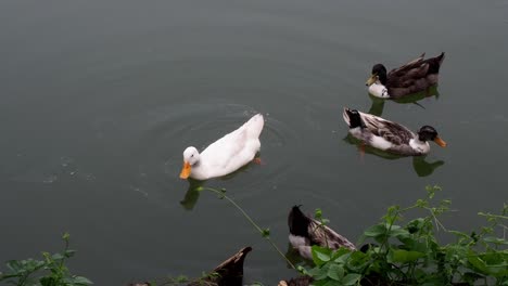 Männliche-Und-Weibliche-Stockente-Schwimmen-Auf-Einem-Teich-Mit-Grünem-Wasser,-Während-Sie-Nach-Nahrung-Suchen