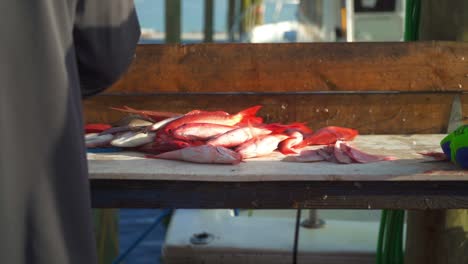 los pescadores limpian y destripan su captura gigante de pargo rojo frente a una multitud