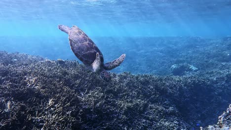 Nahaufnahme-Der-Grünen-Meeresschildkröte,-Die-Unter-Dem-Tropischen-Blauen-Meer-Schwimmt