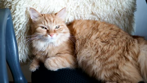 un lindo gato rojo tendido en una silla. una mascota esponjosa durmiendo en el fondo de tela negra