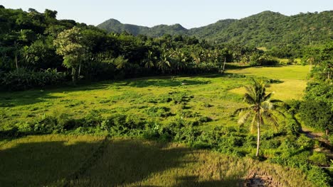 aerial - rising drone over lush green landscape on bright sunny day